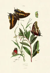 Zweischwänziger Pascha, 1833-39